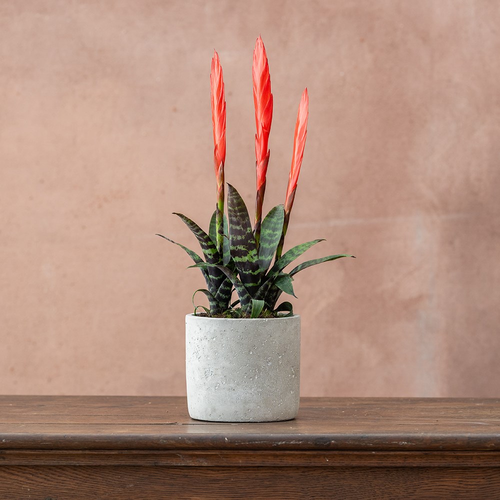 <i>Vriesea</i> 'Era' (PBR)