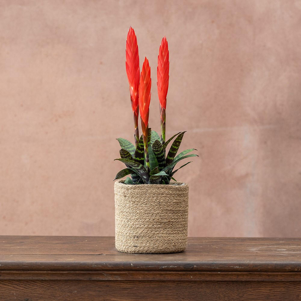 <i>Vriesea</i> 'Era' (PBR)