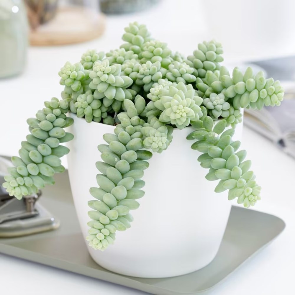 <i>Sedum morganianum</i> 