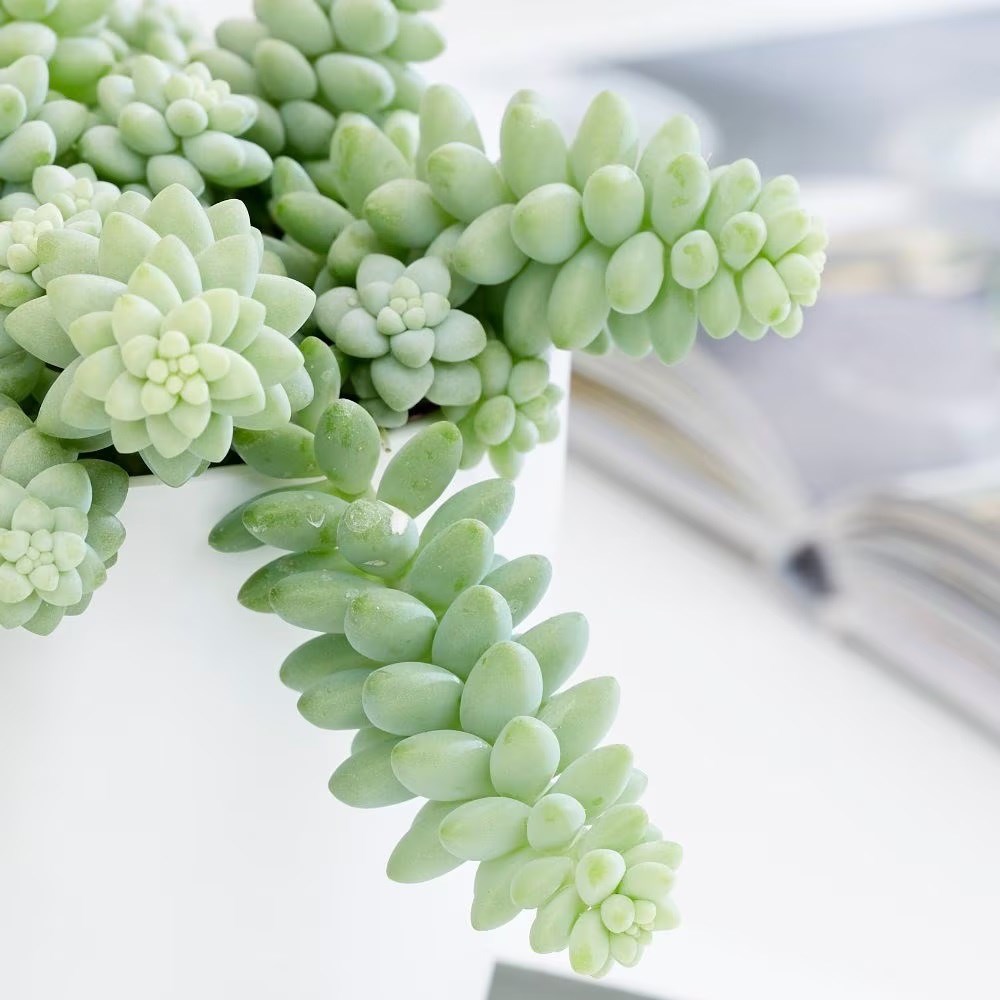 <i>Sedum morganianum</i> 