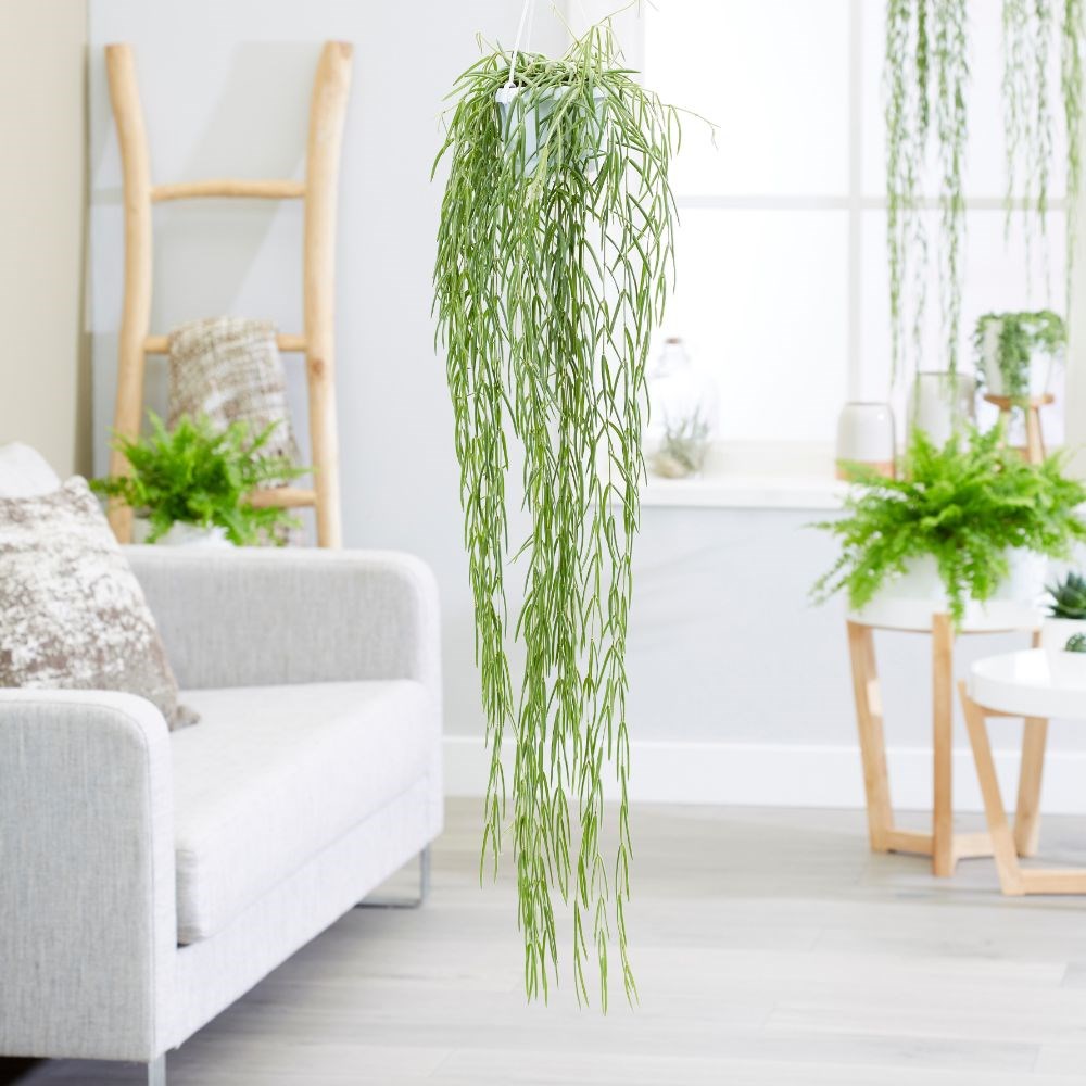 Hoya linearis | Houseplant