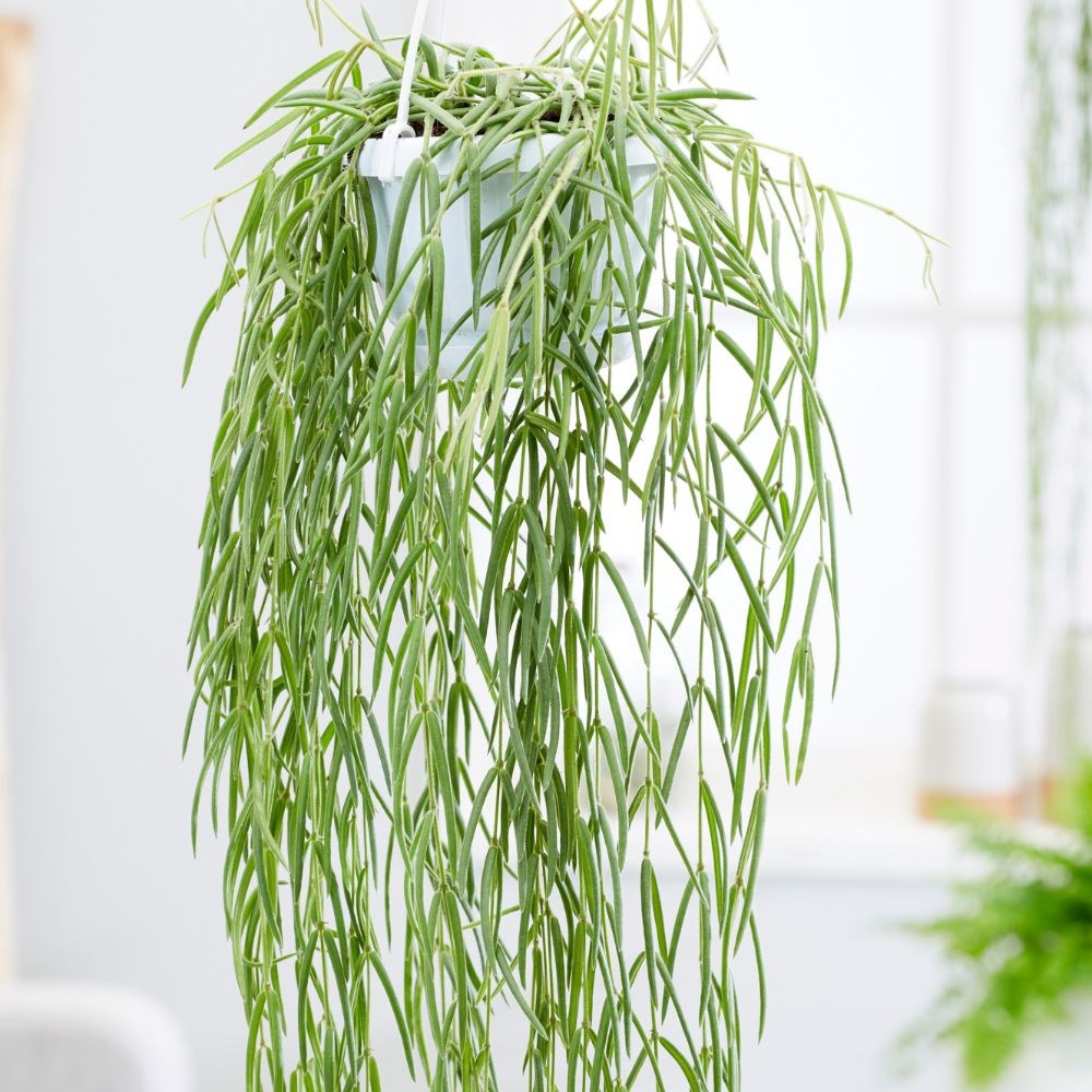 Hoya linearis | Houseplant