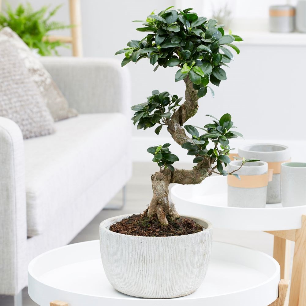 <i>Ficus microcarpa</i> 'Ginseng' in bowl pot
