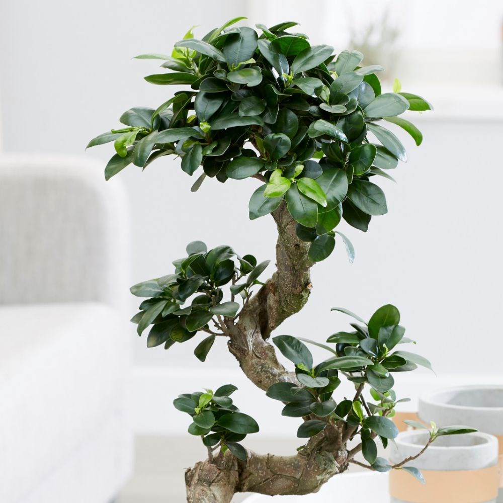 <i>Ficus microcarpa</i> 'Ginseng' in bowl pot