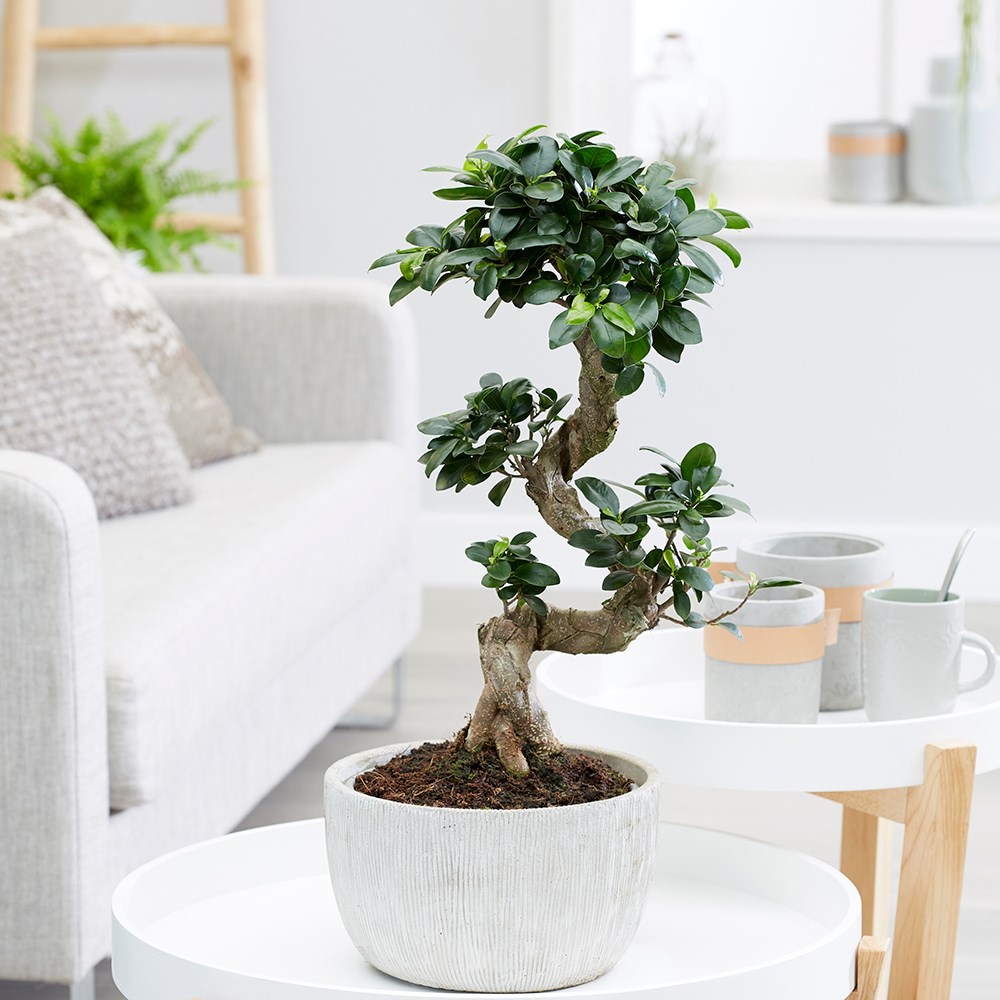 <i>Ficus microcarpa</i> 'Ginseng' in bowl pot