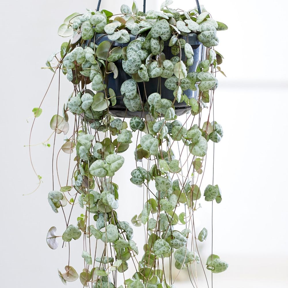 <i>Ceropegia linearis</i> subsp. <i>woodii</i>