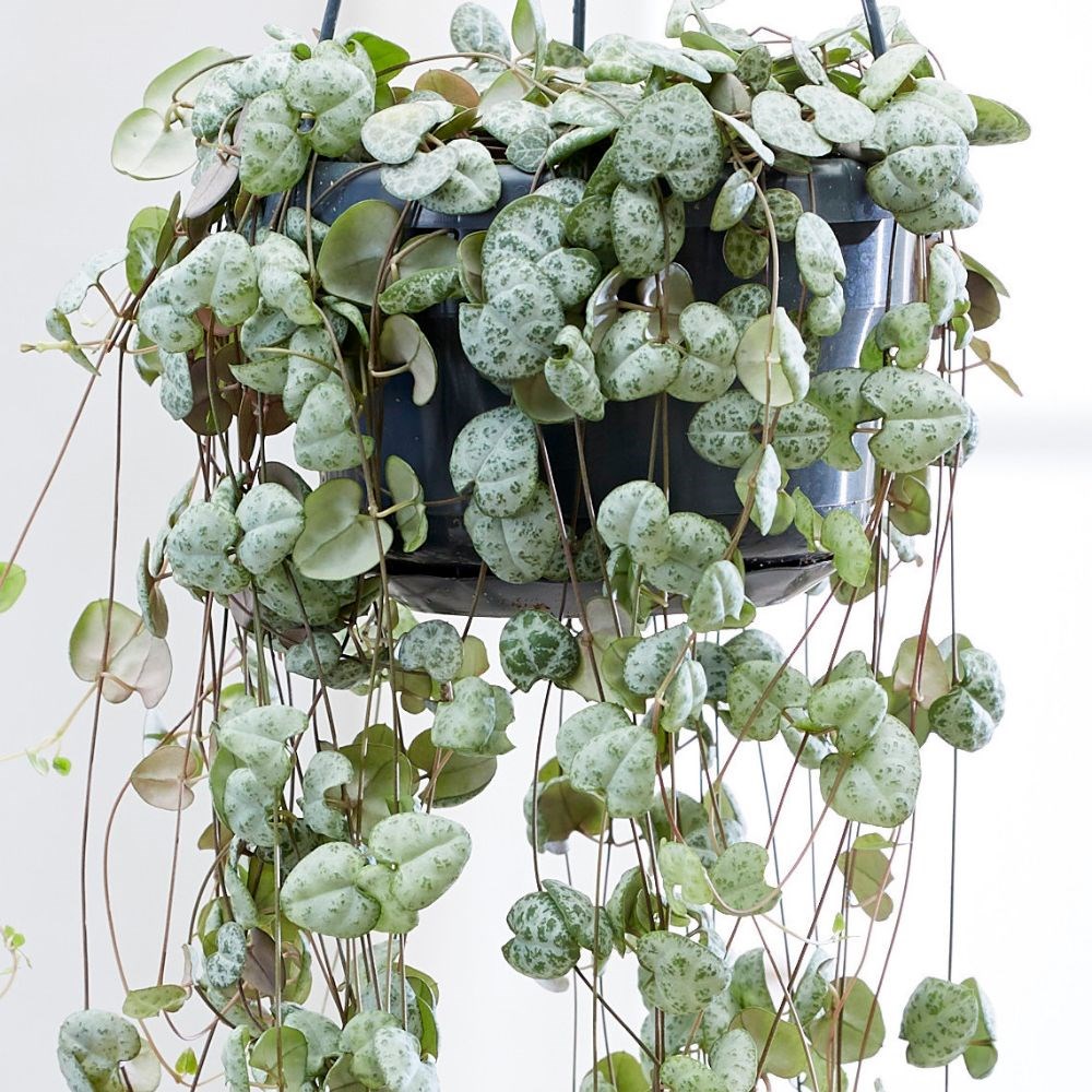 <i>Ceropegia linearis</i> subsp. <i>woodii</i>