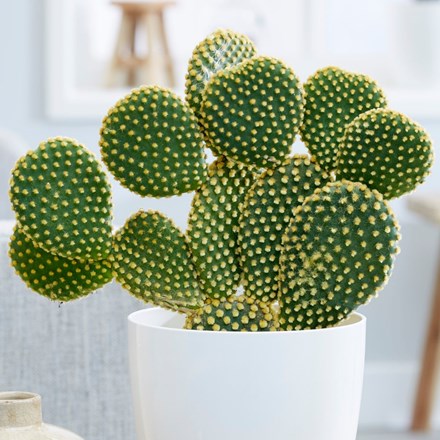 Opuntia microdasys