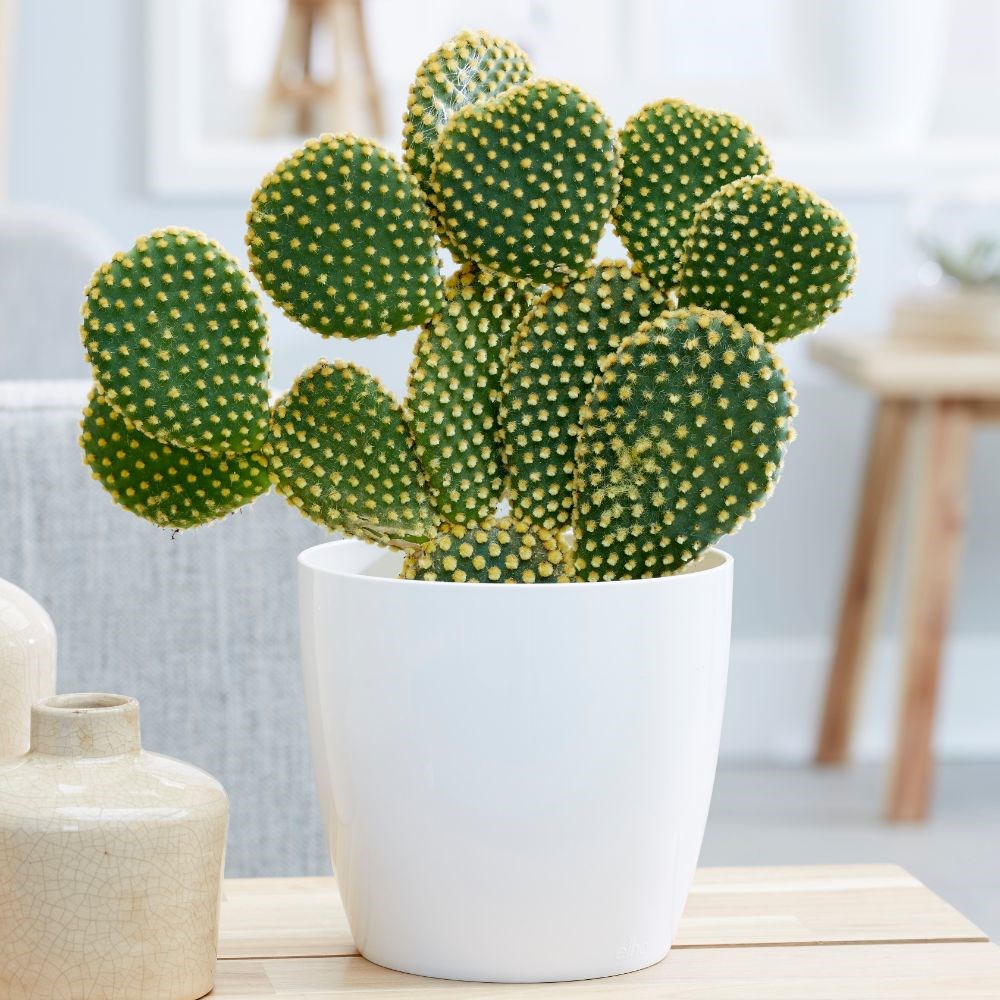 <i>Opuntia microdasys</i> 
