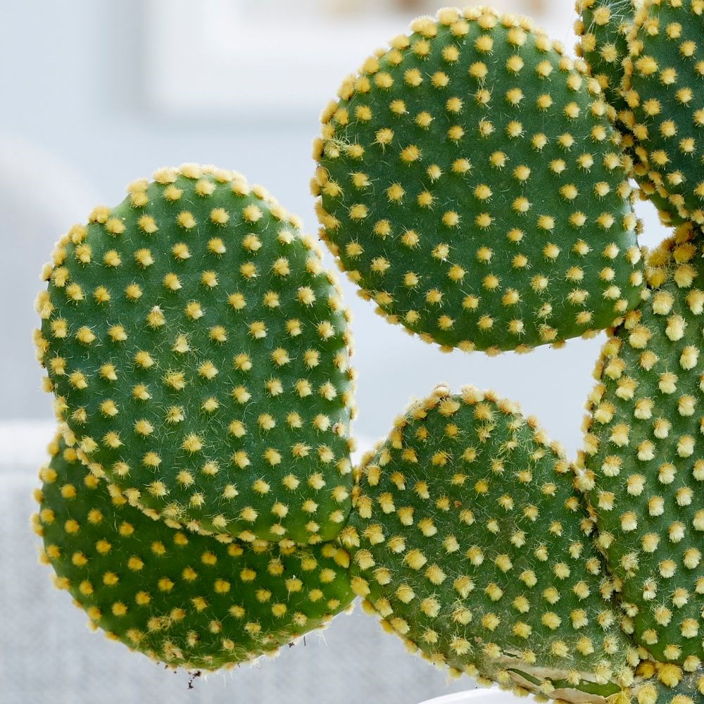 <i>Opuntia microdasys</i> 