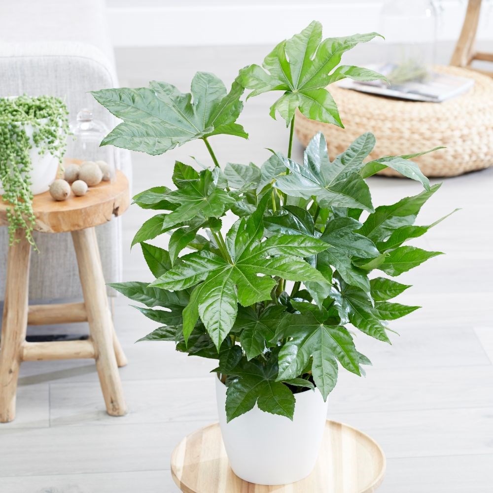 <i>Fatsia japonica</i> 