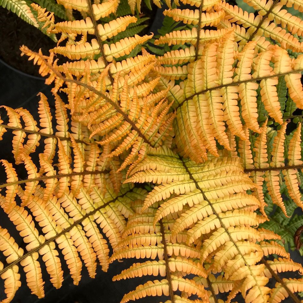 <i>Dryopteris wallichiana</i> <b class=small-caps>Jurassic Gold</b> ('Hollasic') (PBR)
