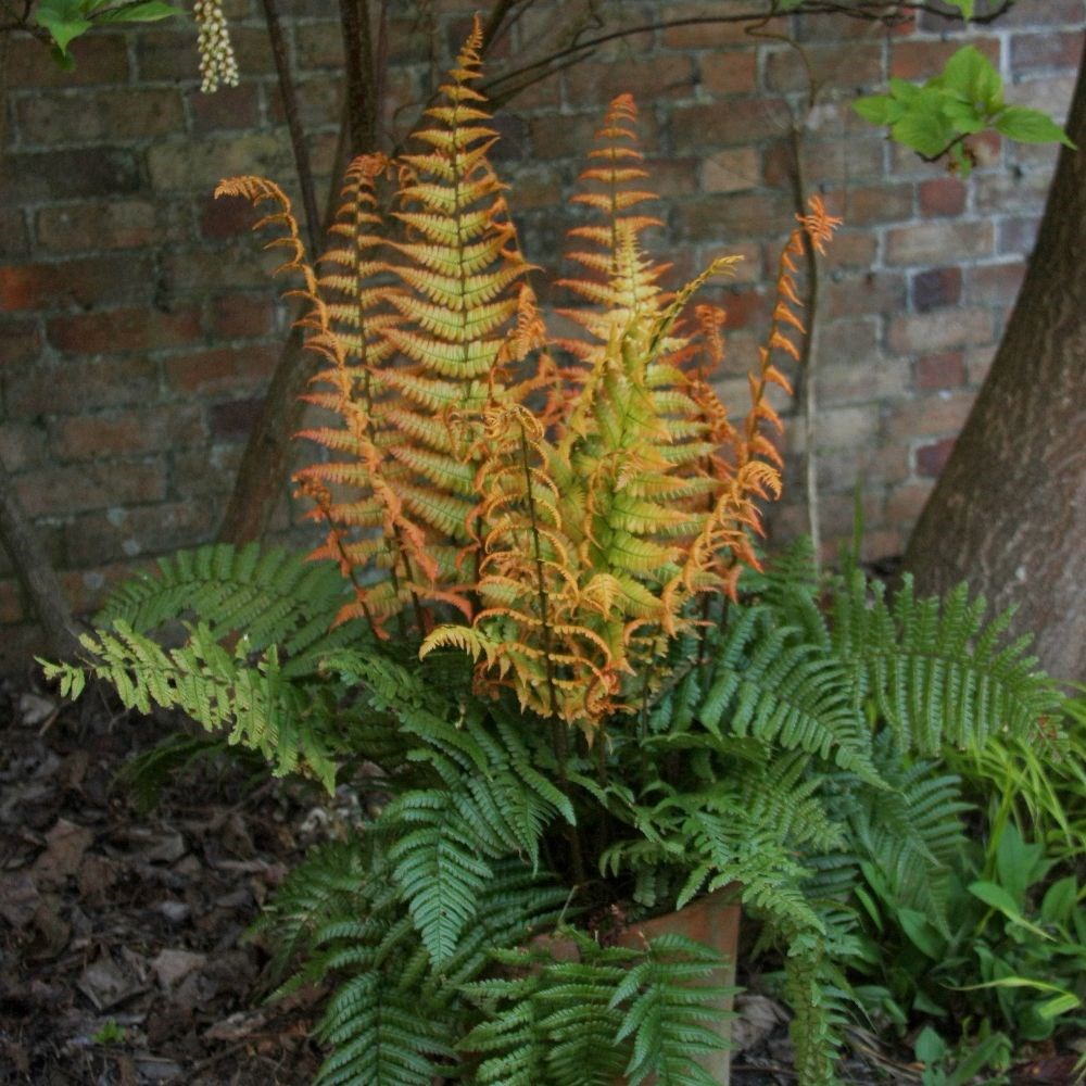 <i>Dryopteris wallichiana</i> <b class=small-caps>Jurassic Gold</b> ('Hollasic') (PBR)
