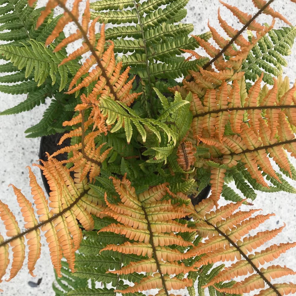 <i>Dryopteris wallichiana</i> <b class=small-caps>Jurassic Gold</b> ('Hollasic') (PBR)