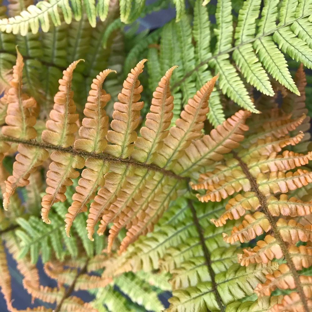 <i>Dryopteris wallichiana</i> <b class=small-caps>Jurassic Gold</b> ('Hollasic') (PBR)