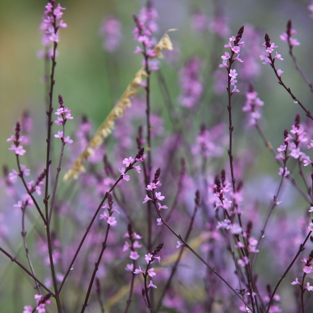 <i>Verbena officinalis</i> var. <i>grandiflora</i> 'Bampton'