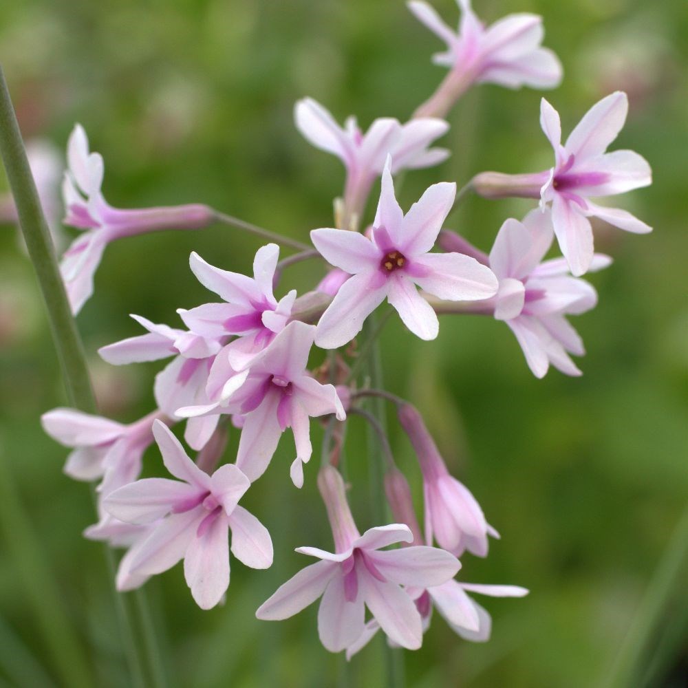 <i>Tulbaghia</i> 'Purple Eye'