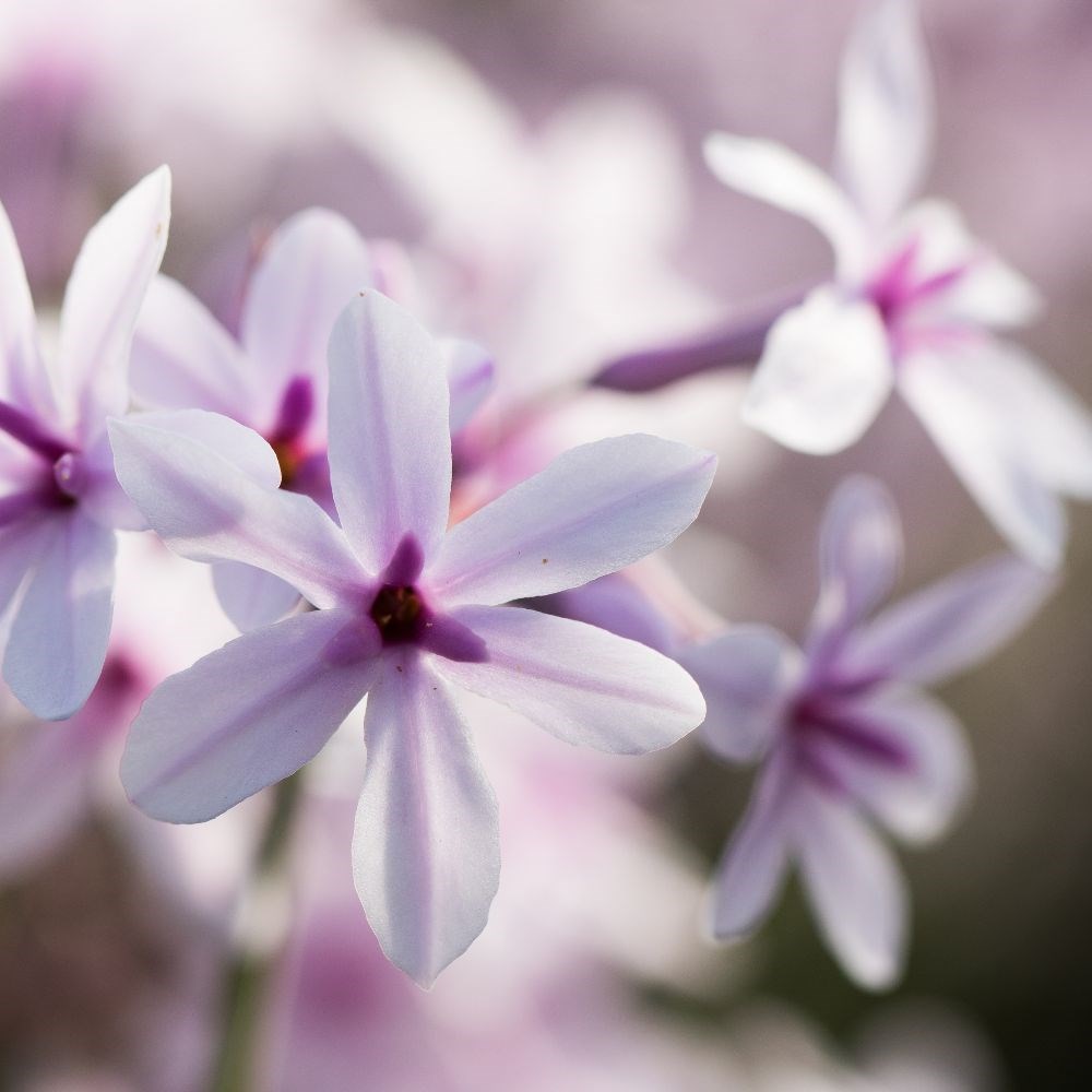 <i>Tulbaghia</i> 'Purple Eye'