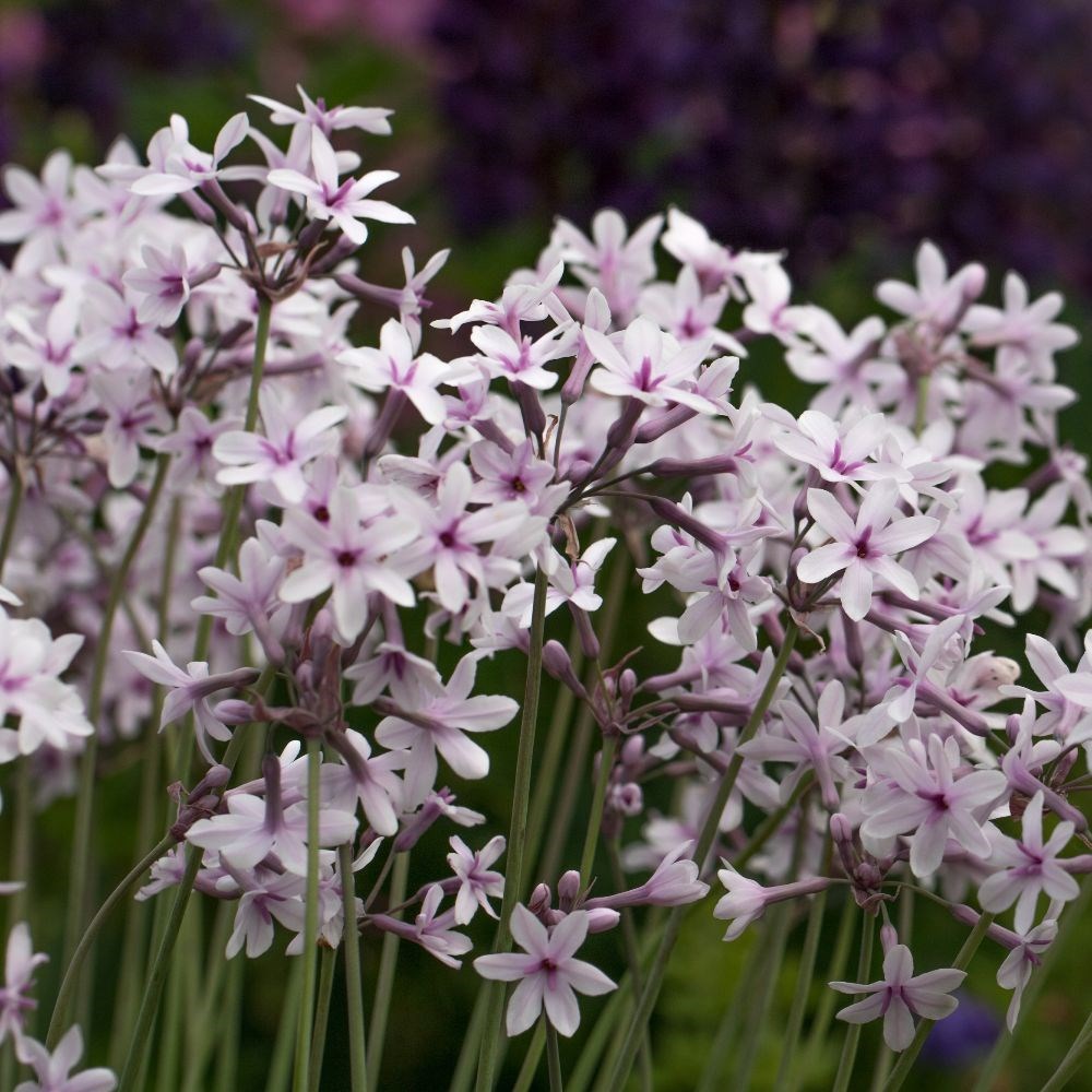 <i>Tulbaghia</i> 'Purple Eye'