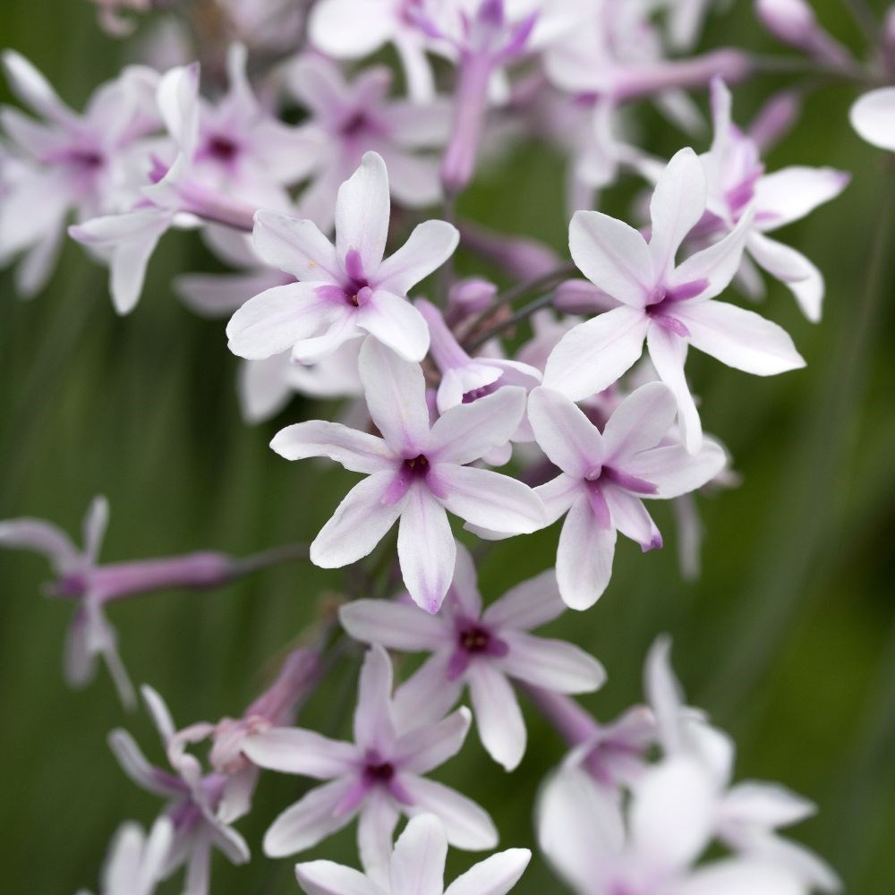 <i>Tulbaghia</i> 'Purple Eye'