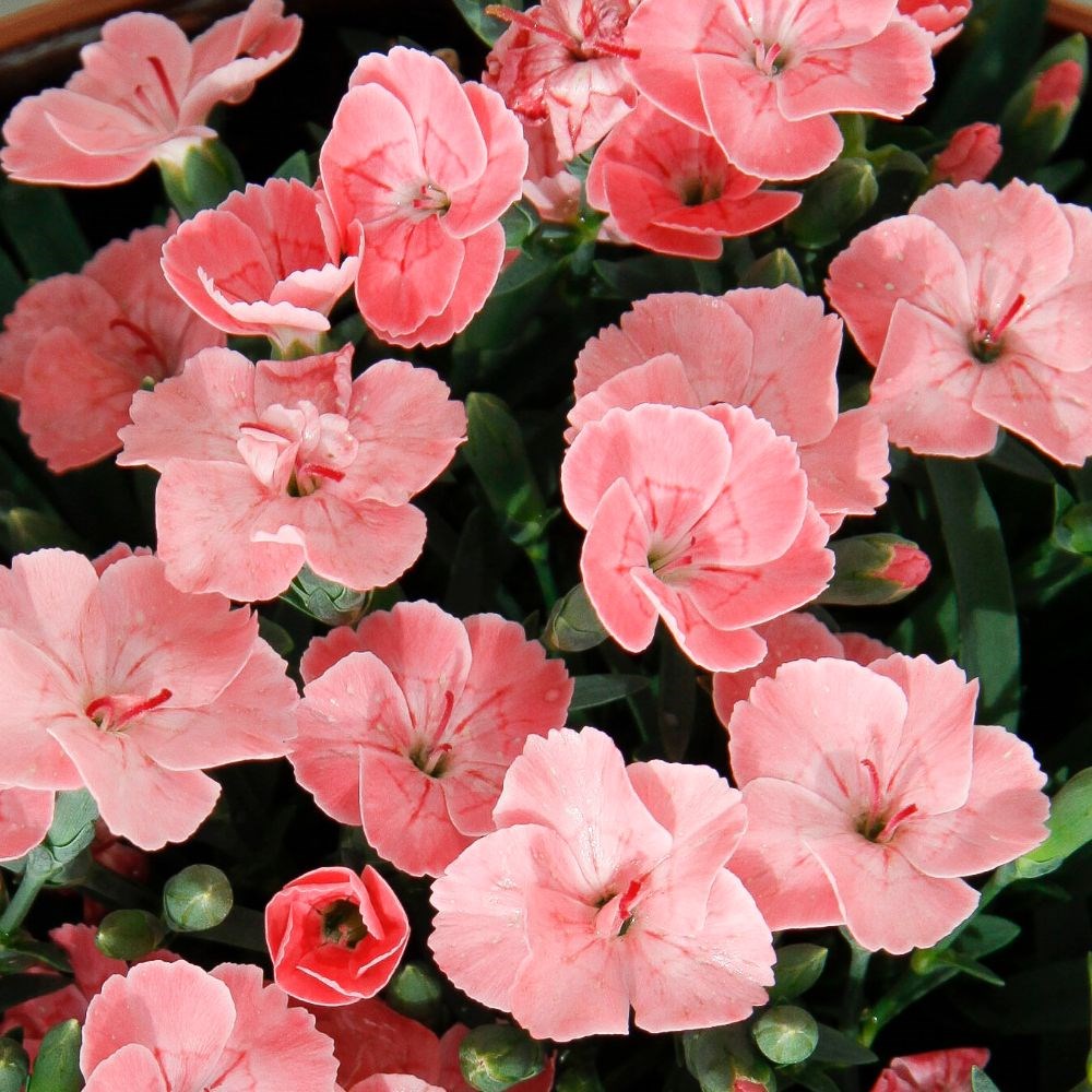 <I>Dianthus</i> <b class=small-caps>Peach Party</b> ('Kledg18305')