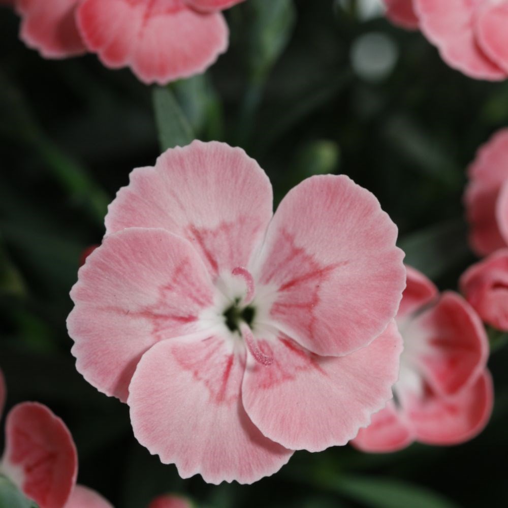 <I>Dianthus</i> <b class=small-caps>Peach Party</b> ('Kledg18305')