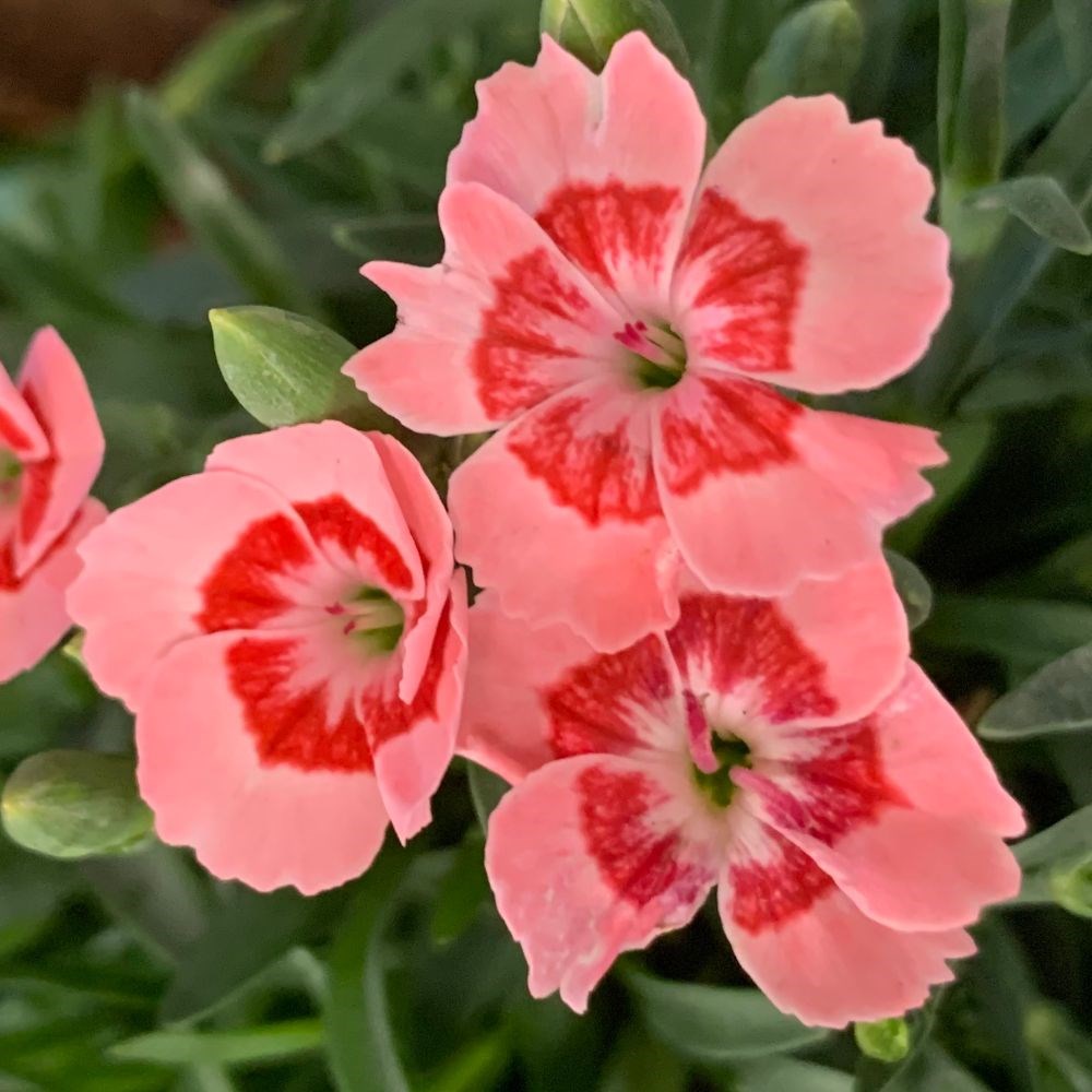 <I>Dianthus</i> <b class=small-caps>Peach Party</b> ('Kledg18305')