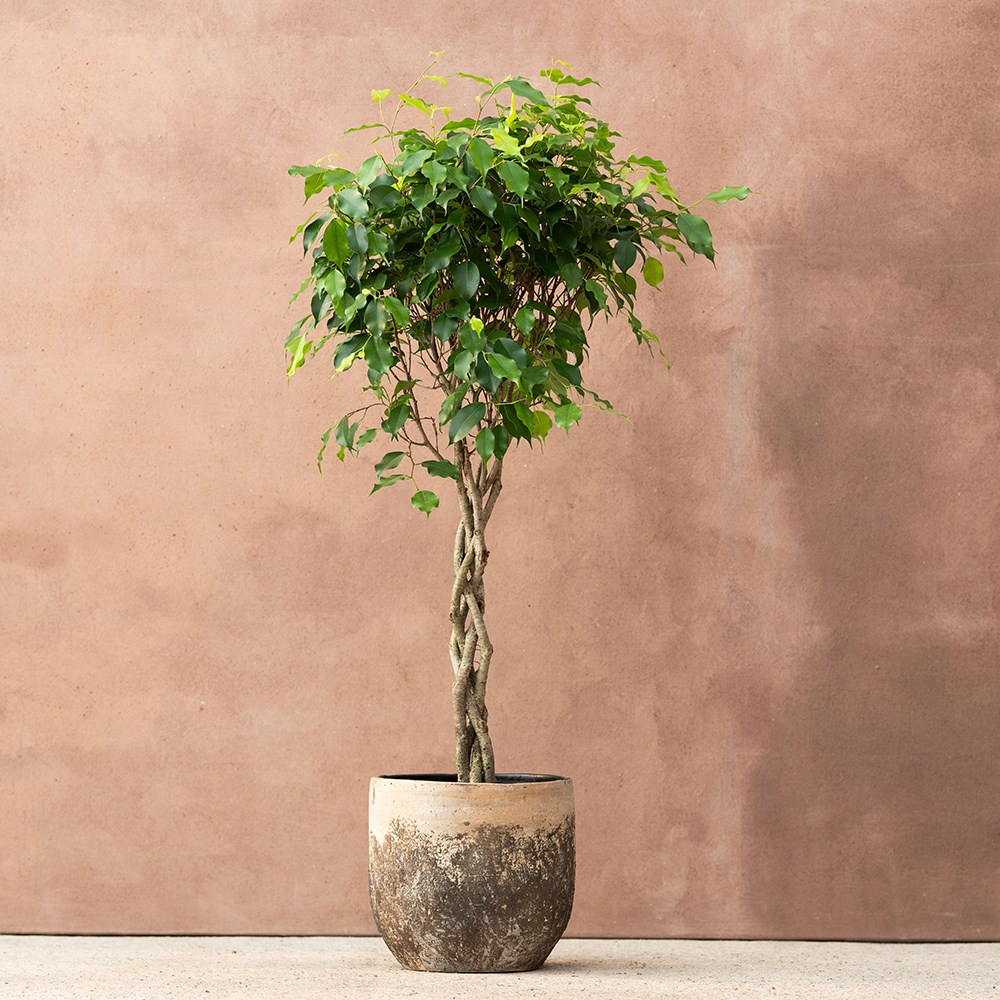 <i>Ficus benjamina</i> 'Exotica'