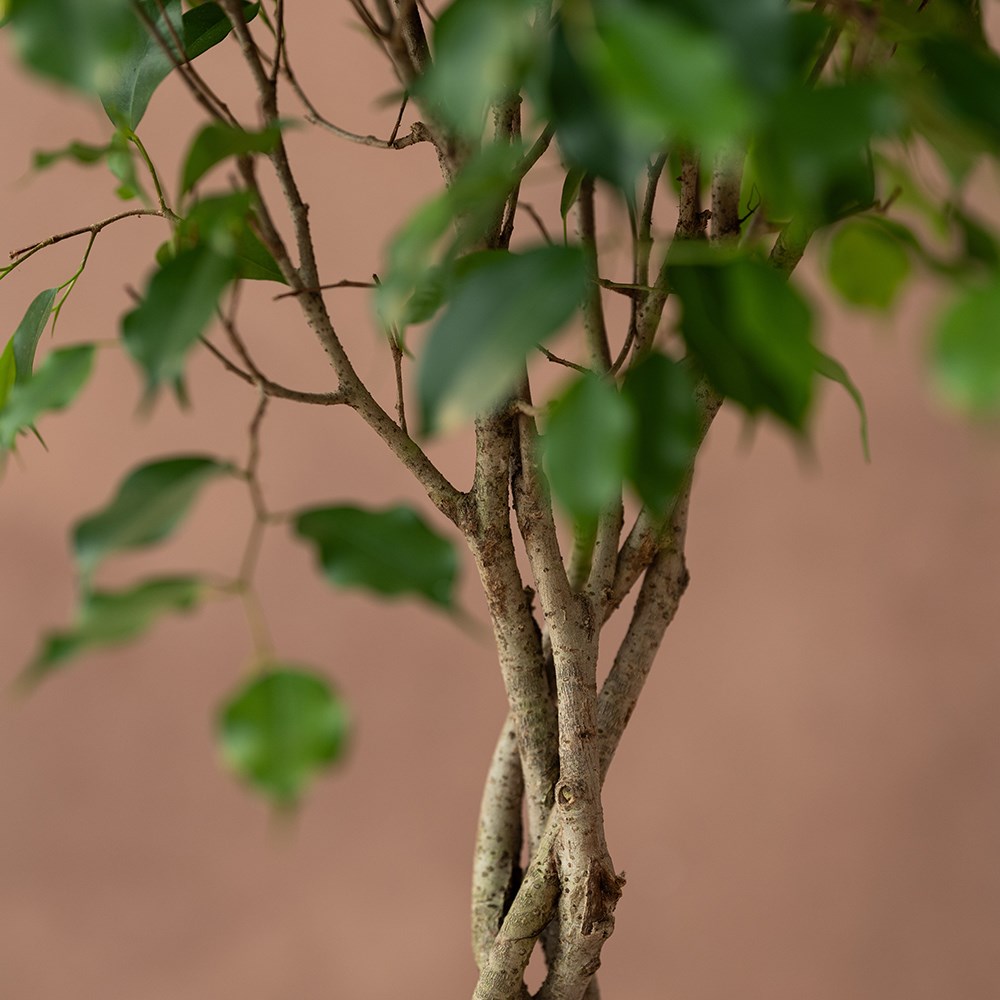 <i>Ficus benjamina</i> 'Exotica'