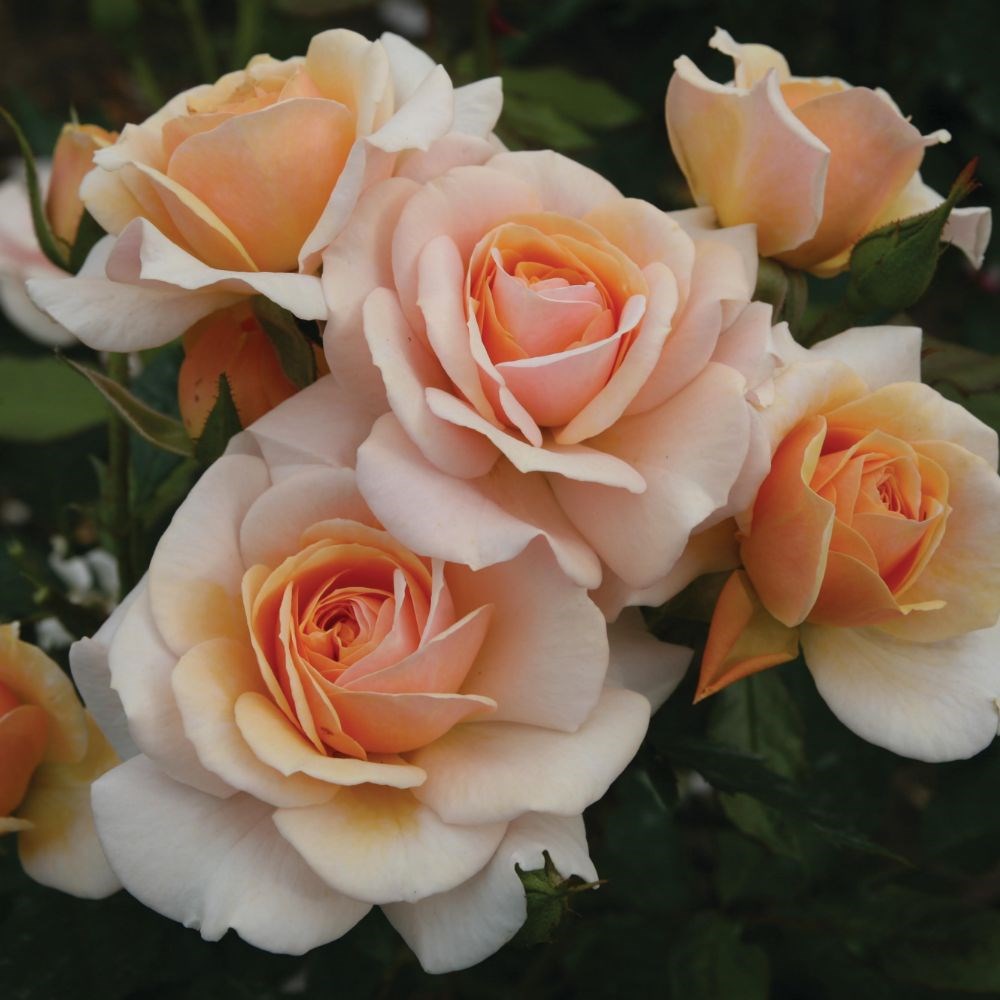 <i>Rosa</i> <b class=small-caps>Sweet Honey</b> ('Kormecaso') (PBR) | Floribunda Bush Rose
