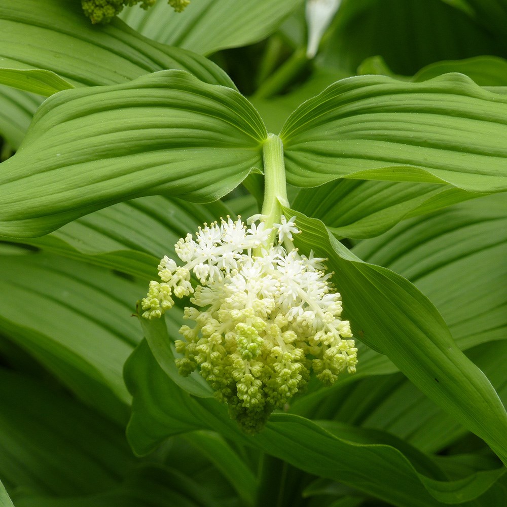 <i>Maianthemum racemosum</i> 