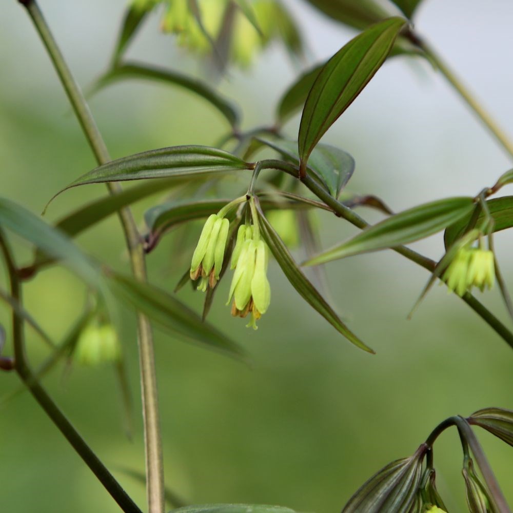 <i>Disporum longistylum</i> 'Night Heron'