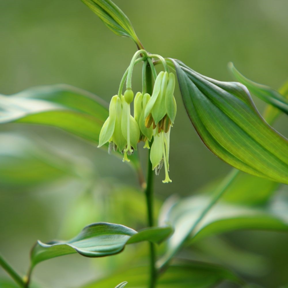 <i>Disporum longistylum</i> 'Green Giant'