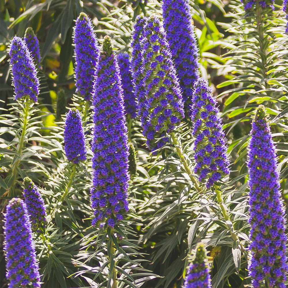 <i>Echium candicans</i> 