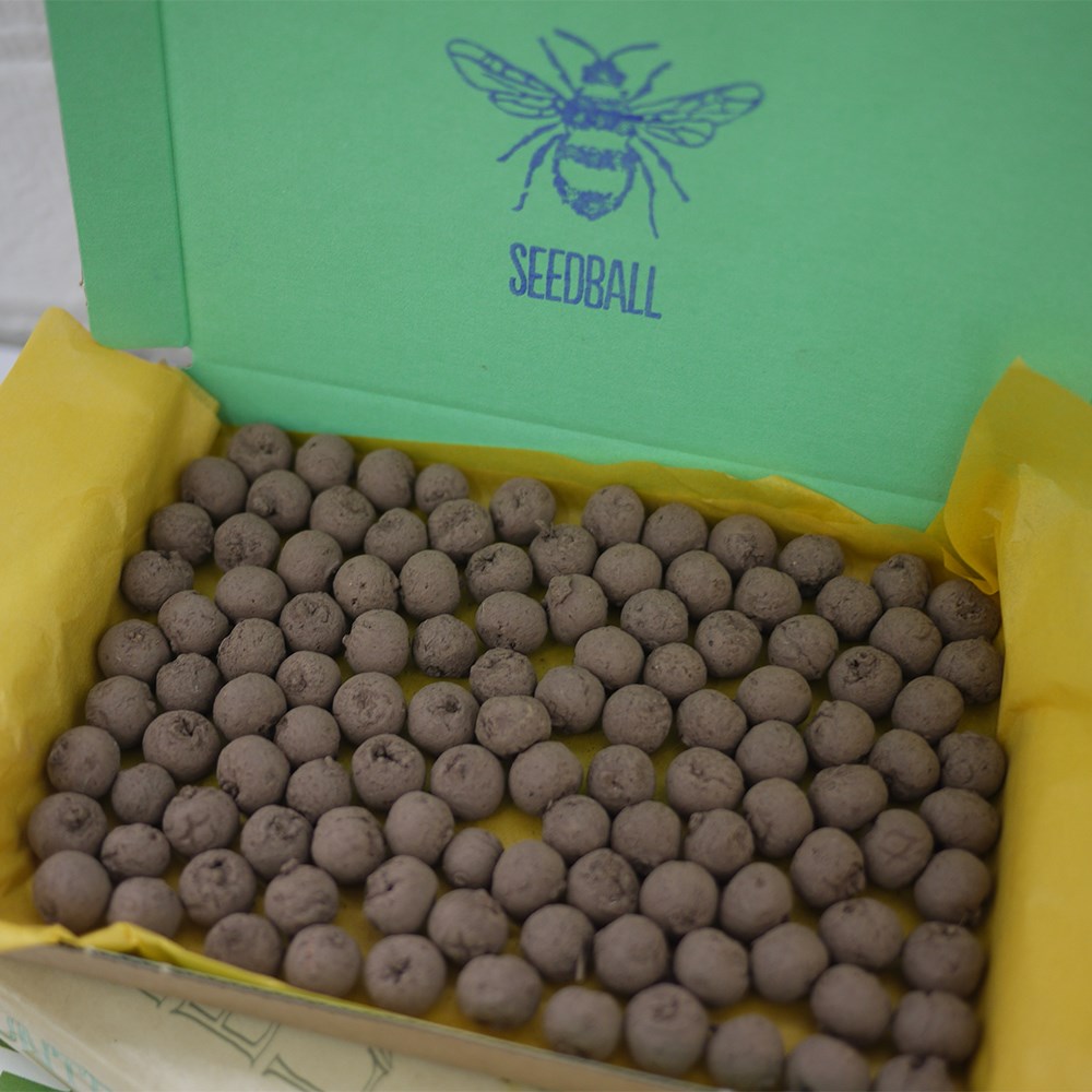 Seedballs cornflower