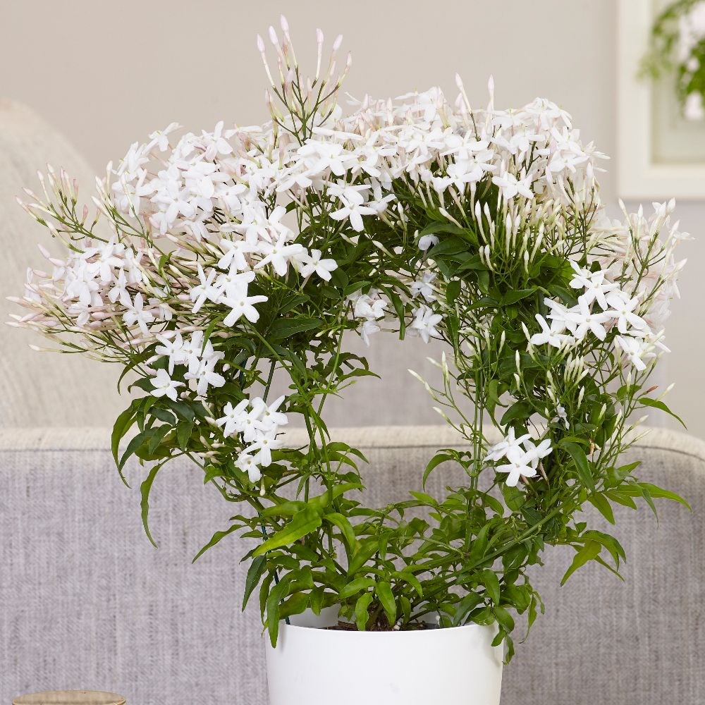 Jasminum polyanthum | Houseplant