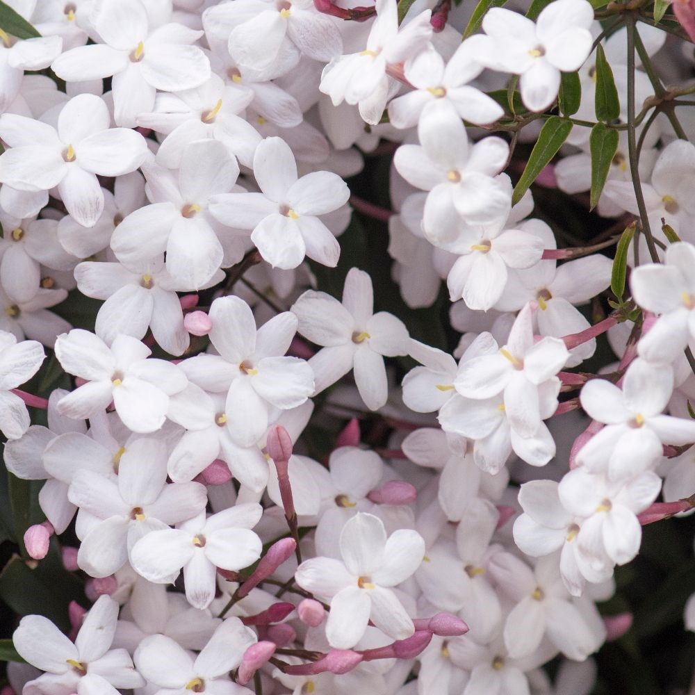 Jasminum polyanthum | Houseplant