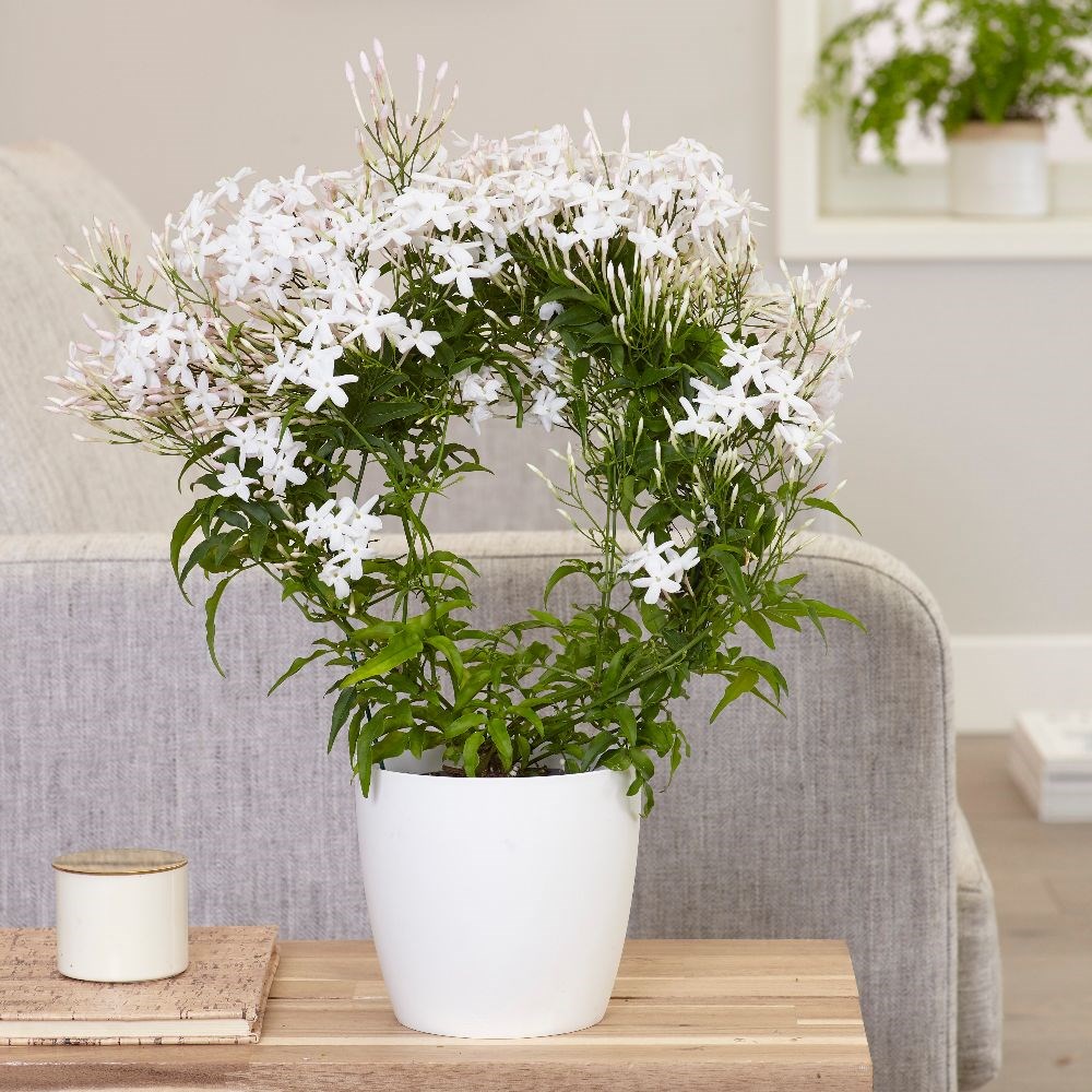 Jasminum polyanthum | Houseplant