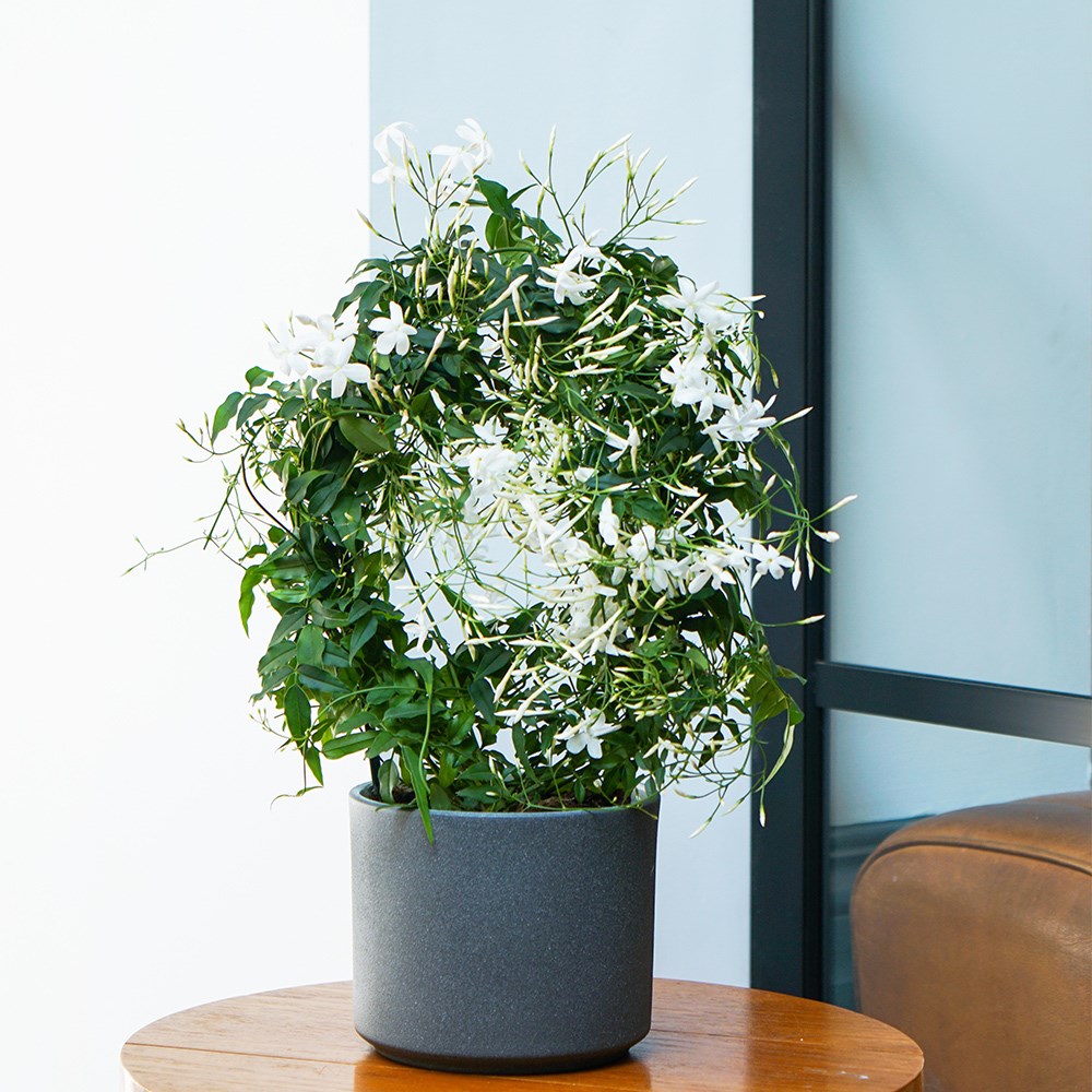 Jasminum polyanthum | Houseplant