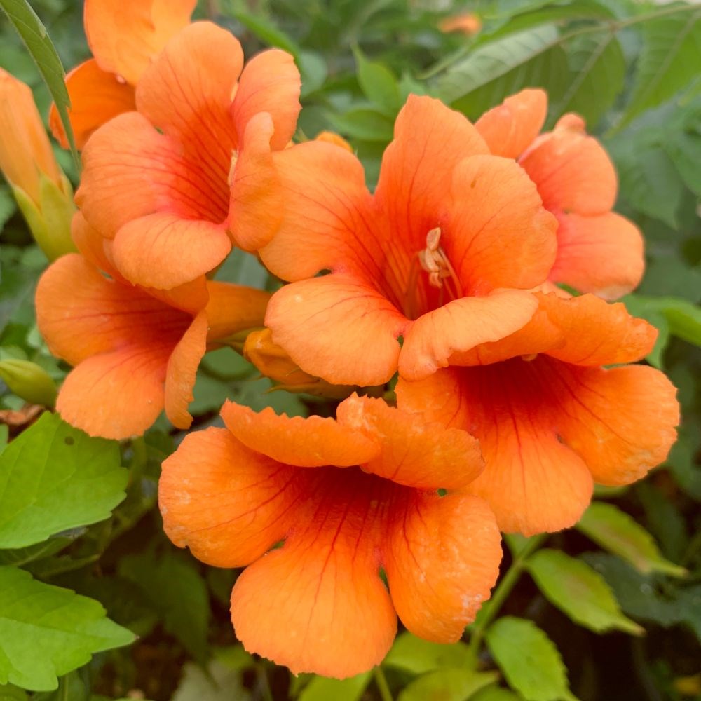 <I>Campsis</i> × <i>tagliabueana</i> <b class=small-caps>Indian Summer</b> ('Kudian') (PBR)