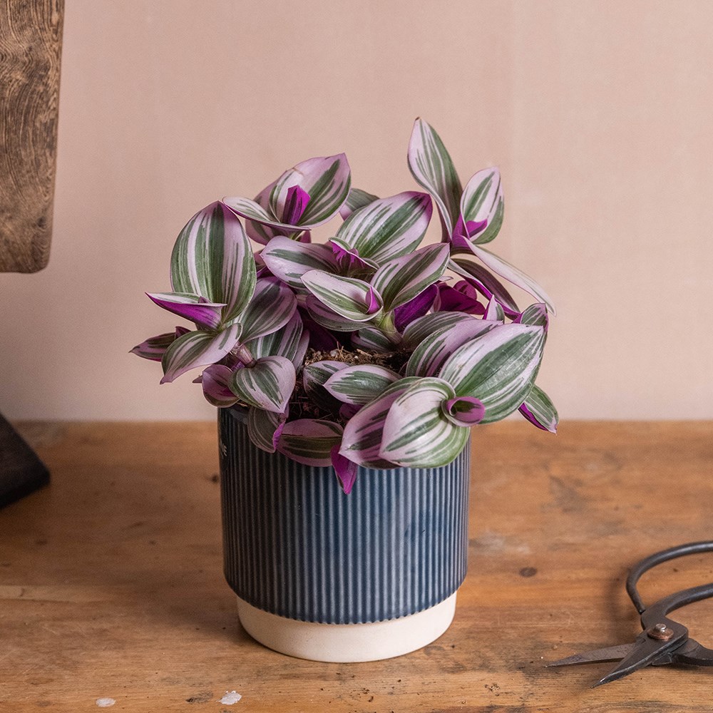 <i>Tradescantia albiflora</i> 'Nanouk' (PBR) | Houseplant