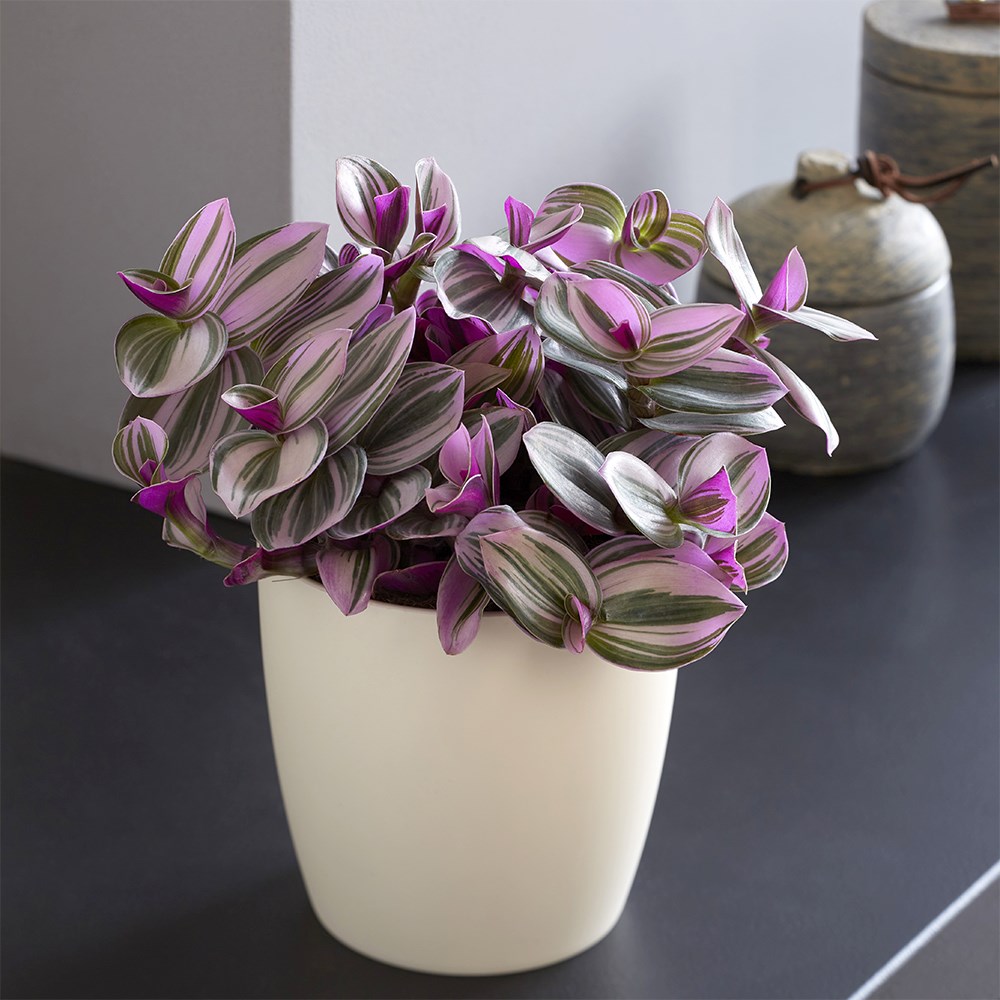 <i>Tradescantia albiflora</i> 'Nanouk' (PBR) | Houseplant