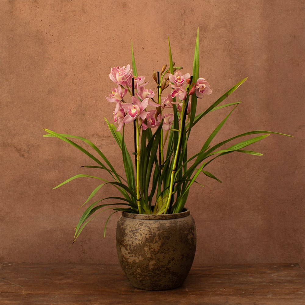 Cymbidium Flamingo Pink | Orchid