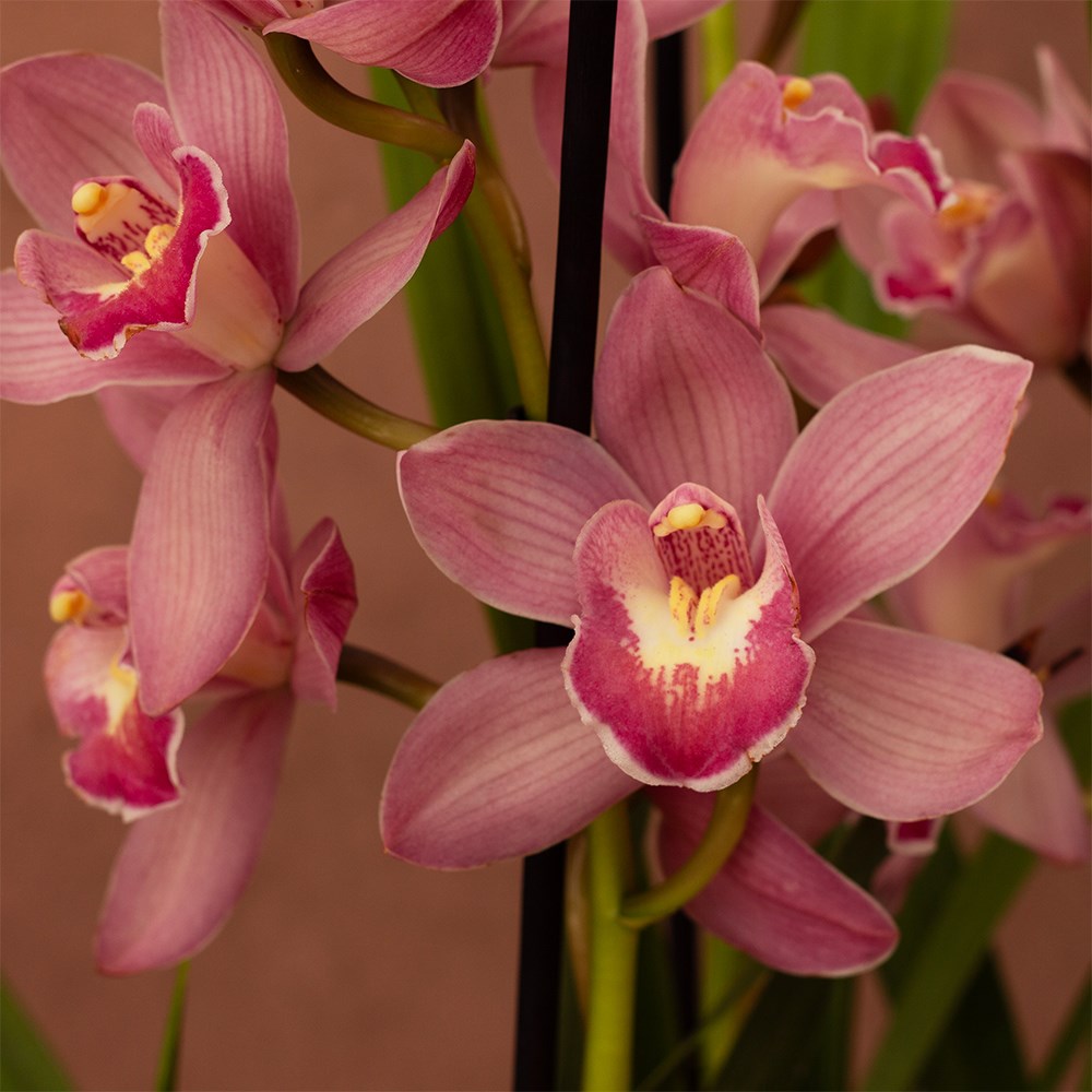 Cymbidium Flamingo Pink | Orchid