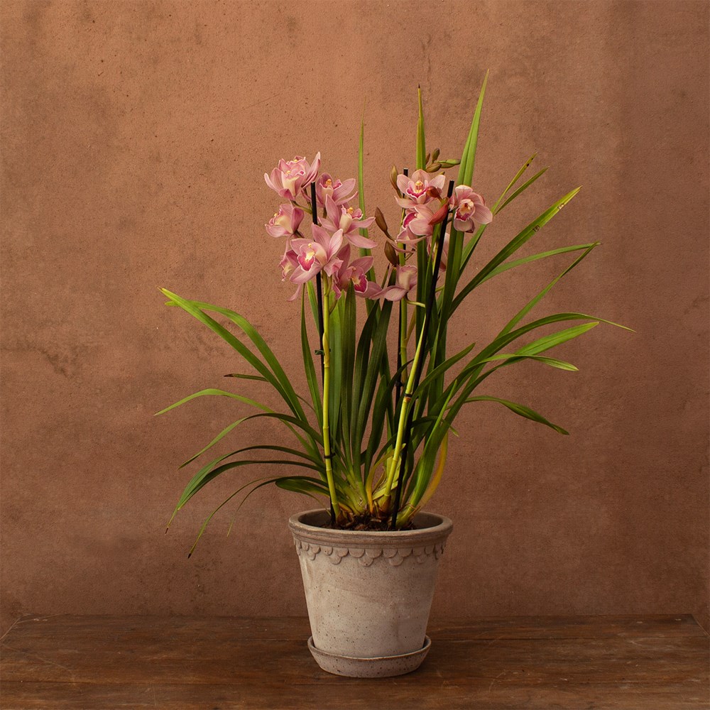 Cymbidium Flamingo Pink | Orchid