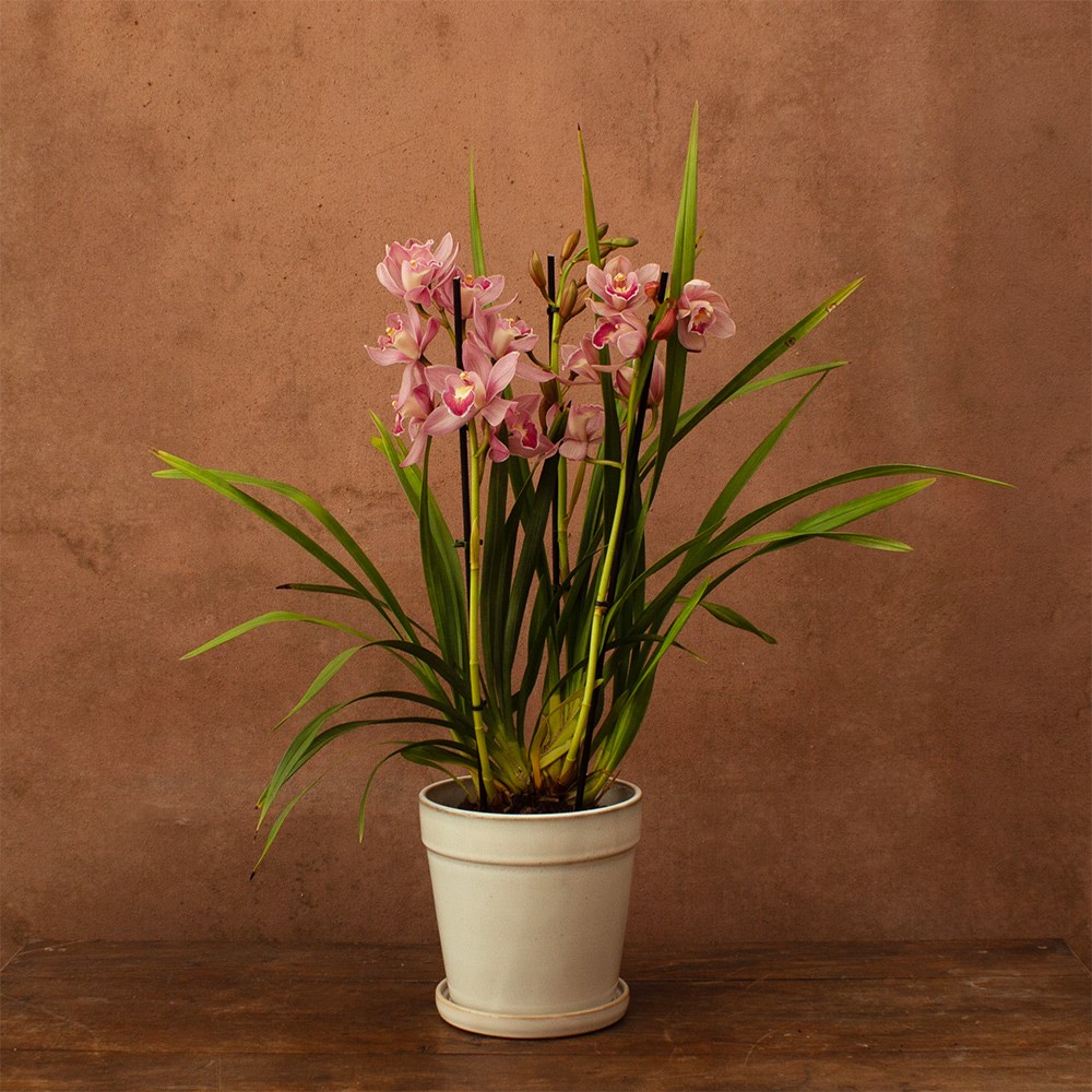 Cymbidium Flamingo Pink | Orchid
