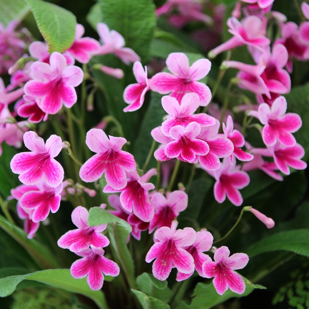 <i>Streptocarpus</i> 'Caitlin'