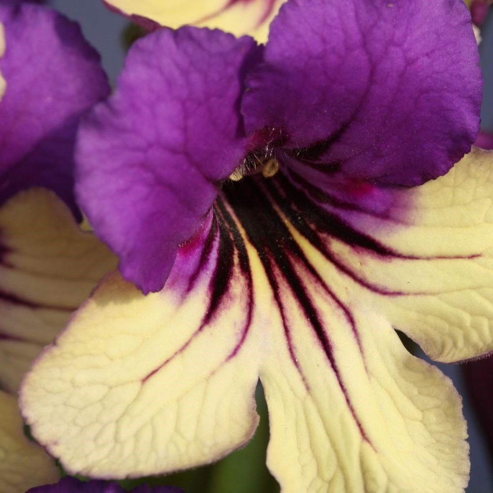 <i>Streptocarpus</i> 'Harlequin Purple' (PBR)