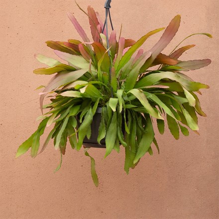 Pseudorhipsalis ramulosa Red Coral