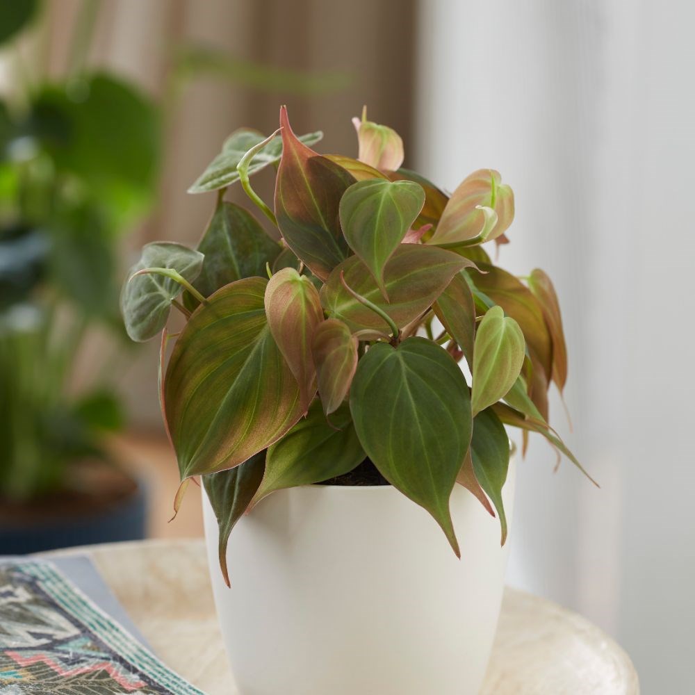 <i>Philodendron scandens</i> 'Micans'
